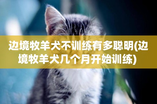 邊境牧羊犬不訓練有多聰明(邊境牧羊犬幾個月開始訓練) 