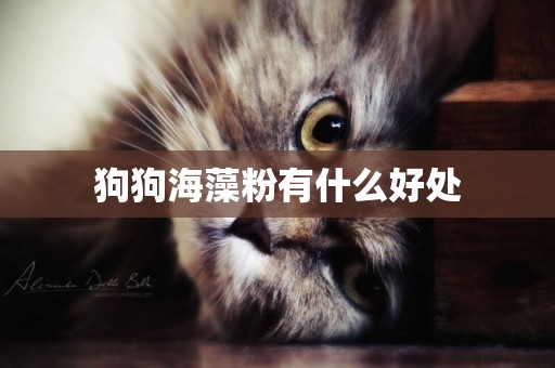 狗狗海藻粉有什么好處