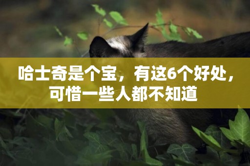 哈士奇是個寶，有這6個好處，可惜一些人都不知道 