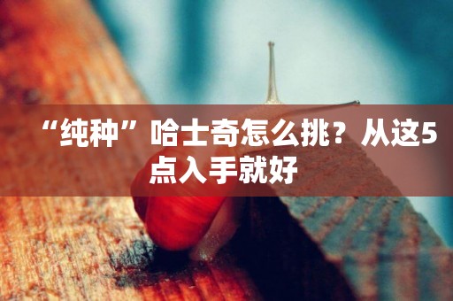 “純種”哈士奇怎么挑？從這5點入手就好 