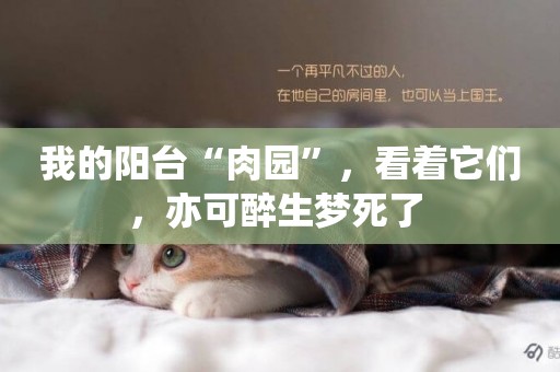 我的陽臺“肉園”，看著它們，亦可醉生夢死了 
