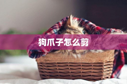狗爪子怎么剪