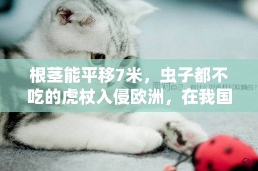根莖能平移7米，蟲子都不吃的虎杖入侵歐洲，在我國卻是經濟作物 