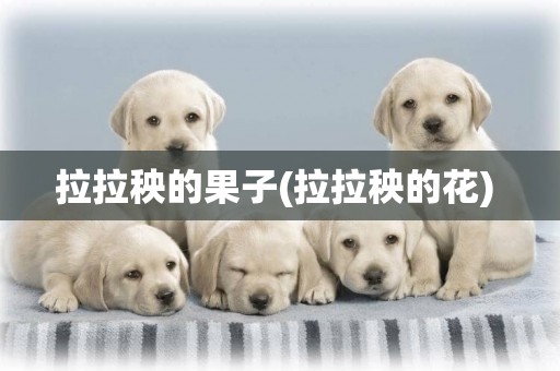 拉拉秧的果子(拉拉秧的花) 