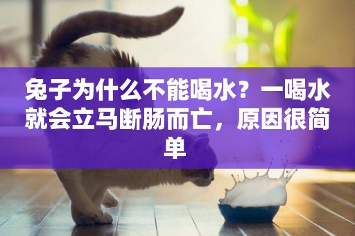 兔子為什么不能喝水？一喝水就會立馬斷腸而亡，原因很簡單 
