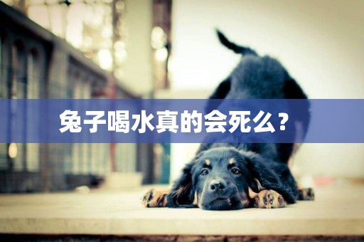 兔子喝水真的會死么？ 