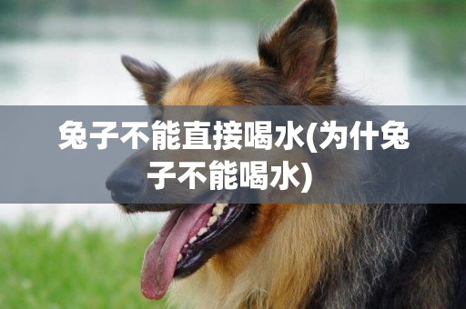 兔子不能直接喝水(為什兔子不能喝水) 