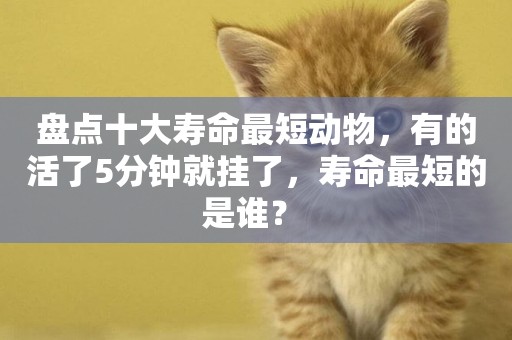 盤點十大壽命最短動物，有的活了5分鐘就掛了，壽命最短的是誰？ 