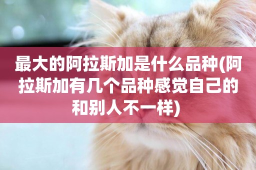 最大的阿拉斯加是什么品種(阿拉斯加有幾個品種感覺自己的和別人不一樣) 
