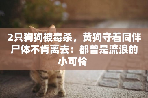 2只狗狗被毒殺，黃狗守著同伴尸體不肯離去：都曾是流浪的小可憐 