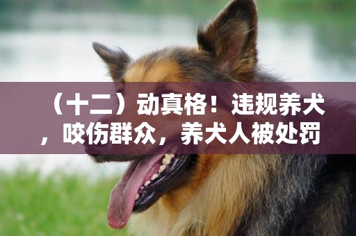 （十二）動真格！違規養犬，咬傷群眾，養犬人被處罰！ 