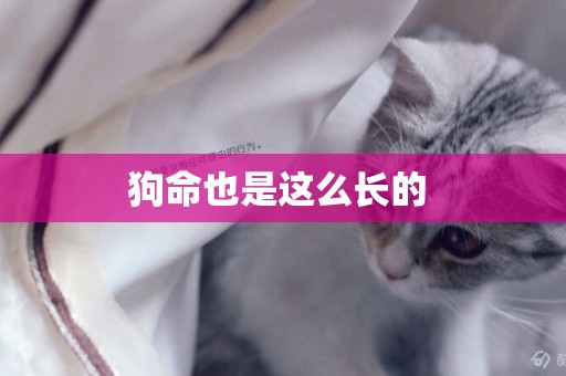 狗命也是這么長的 