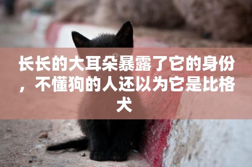 長長的大耳朵暴露了它的身份，不懂狗的人還以為它是比格犬 