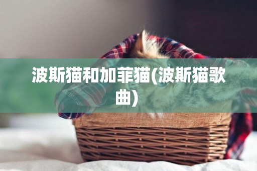 波斯貓和加菲貓(波斯貓歌曲) 