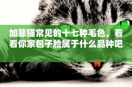 加菲貓常見的十七種毛色，看看你家包子臉屬于什么品種吧 