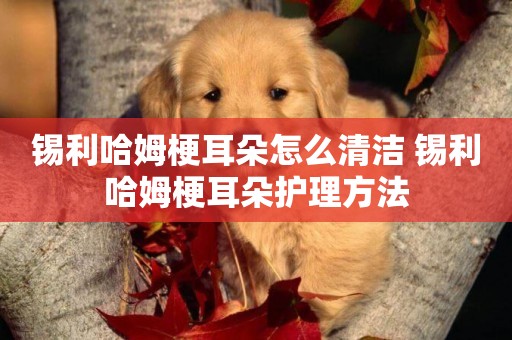 錫利哈姆梗耳朵怎么清潔 錫利哈姆梗耳朵護理方法