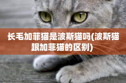 長毛加菲貓是波斯貓嗎(波斯貓跟加菲貓的區別) 