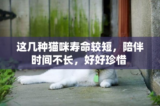 這幾種貓咪壽命較短，陪伴時間不長，好好珍惜 