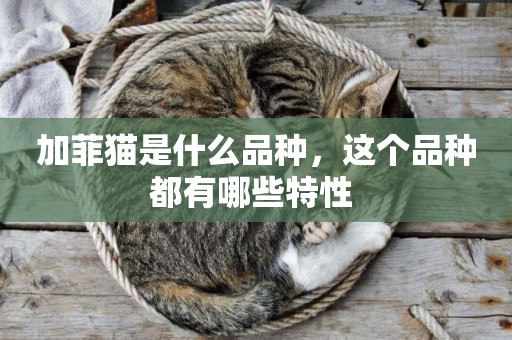 加菲貓是什么品種，這個品種都有哪些特性 