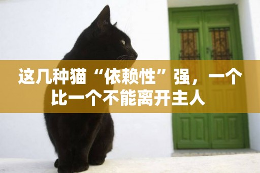 這幾種貓“依賴性”強，一個比一個不能離開主人 