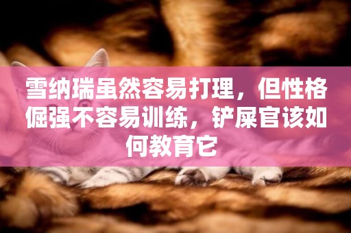 雪納瑞雖然容易打理，但性格倔強不容易訓練，鏟屎官該如何教育它 