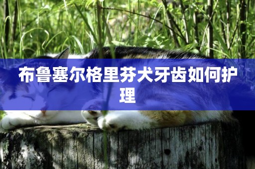 布魯塞爾格里芬犬牙齒如何護理