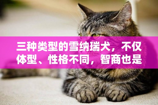 三種類型的雪納瑞犬，不僅體型、性格不同，智商也是有差別的 
