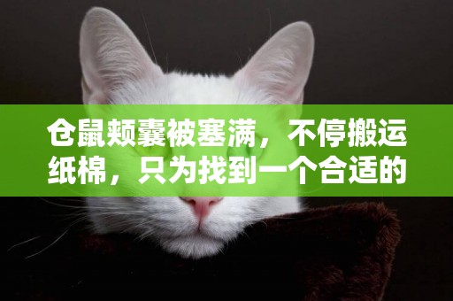 倉鼠頰囊被塞滿，不停搬運紙棉，只為找到一個合適的家 