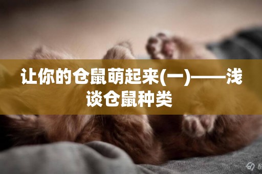 讓你的倉鼠萌起來(一)——淺談倉鼠種類 
