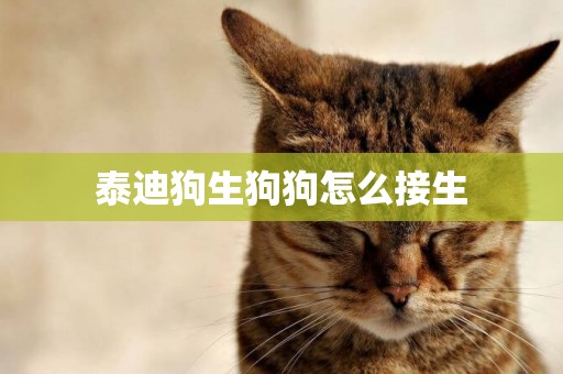 泰迪狗生狗狗怎么接生