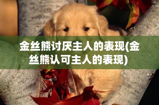 金絲熊討厭主人的表現(金絲熊認可主人的表現) 