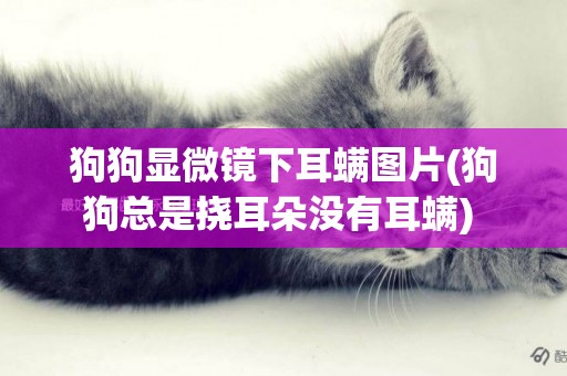 狗狗顯微鏡下耳螨圖片(狗狗總是撓耳朵沒有耳螨) 
