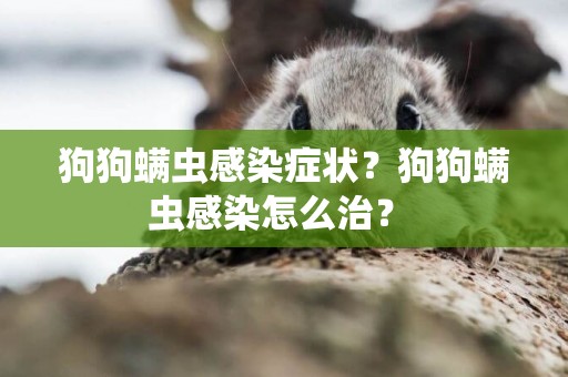 狗狗螨蟲感染癥狀？狗狗螨蟲感染怎么治？ 