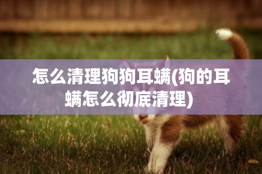怎么清理狗狗耳螨(狗的耳螨怎么徹底清理) 