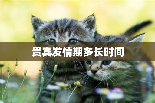 貴賓發情期多長時間