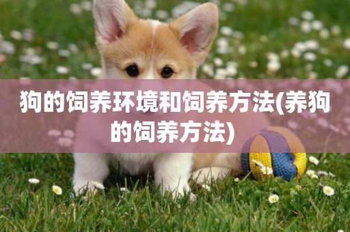 狗的飼養環境和飼養方法(養狗的飼養方法) 