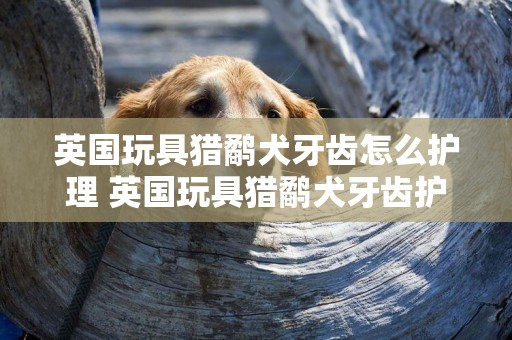 英國玩具獵鷸犬牙齒怎么護理 英國玩具獵鷸犬牙齒護理方法