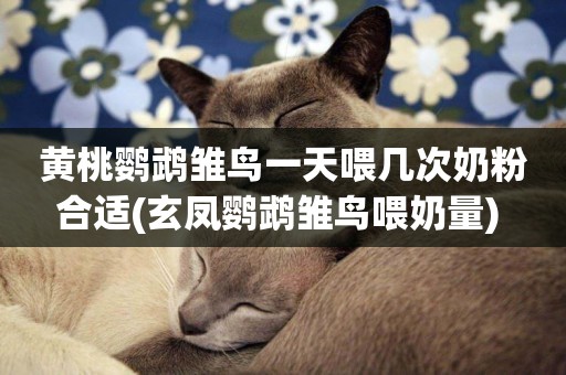 黃桃鸚鵡雛鳥一天喂幾次奶粉合適(玄鳳鸚鵡雛鳥喂奶量) 