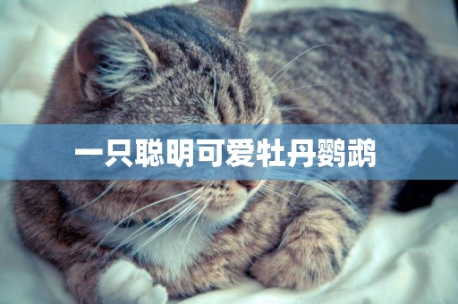 一只聰明可愛牡丹鸚鵡 