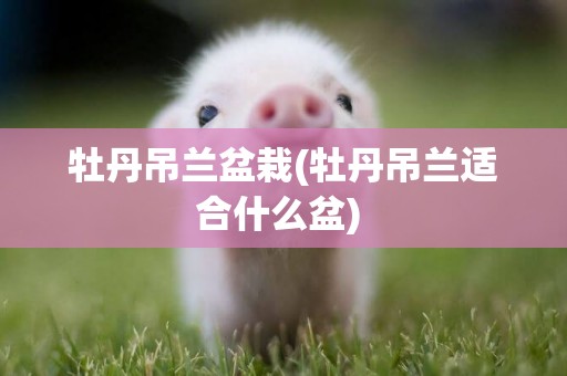 牡丹吊蘭盆栽(牡丹吊蘭適合什么盆) 