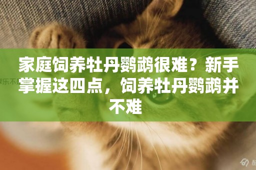 家庭飼養牡丹鸚鵡很難？新手掌握這四點，飼養牡丹鸚鵡并不難 