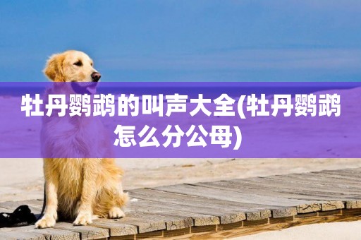 牡丹鸚鵡的叫聲大全(牡丹鸚鵡怎么分公母) 