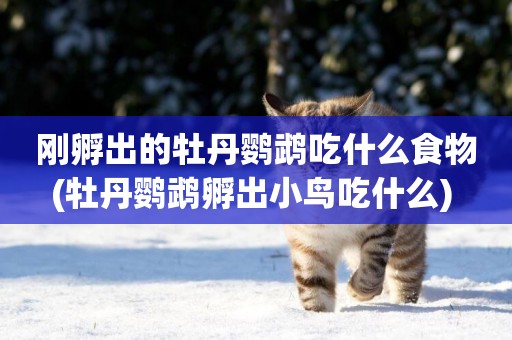 剛孵出的牡丹鸚鵡吃什么食物(牡丹鸚鵡孵出小鳥吃什么) 