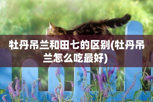 牡丹吊蘭和田七的區別(牡丹吊蘭怎么吃最好) 