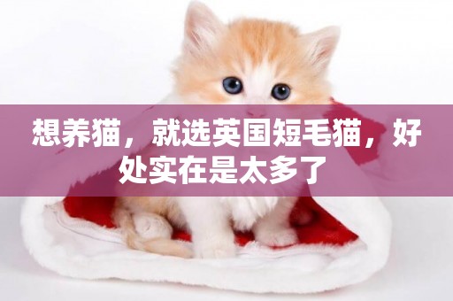 想養貓，就選英國短毛貓，好處實在是太多了 