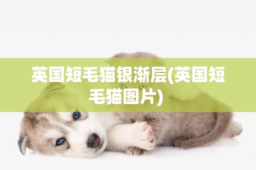 英國短毛貓銀漸層(英國短毛貓圖片) 