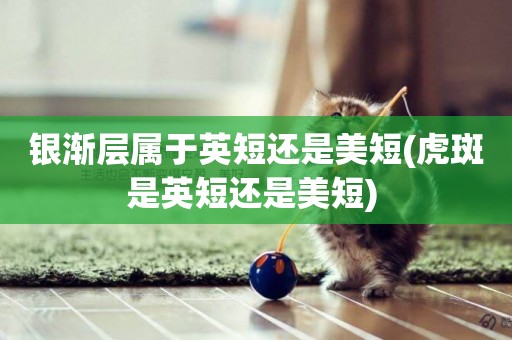 銀漸層屬于英短還是美短(虎斑是英短還是美短) 