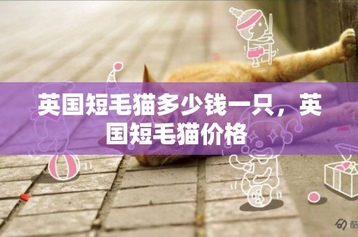 英國短毛貓多少錢一只，英國短毛貓價格 