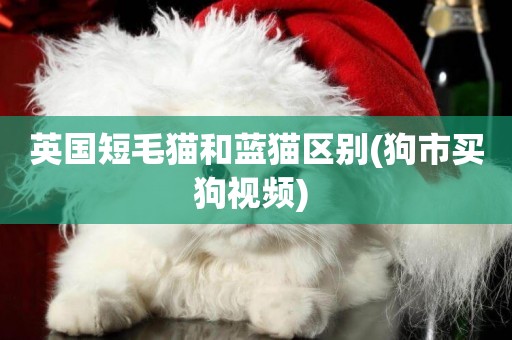 英國短毛貓和藍貓區別(狗市買狗視頻) 