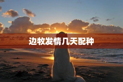 邊牧發情幾天配種